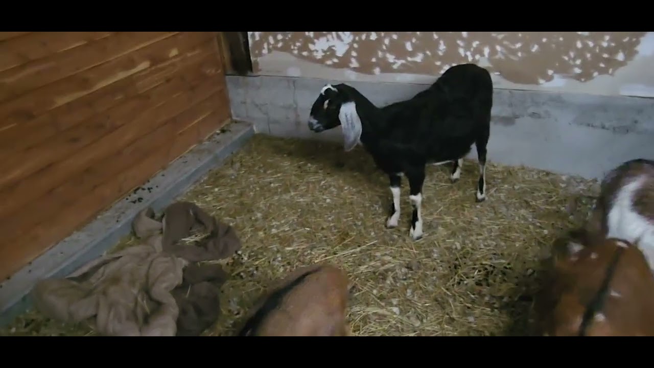 Let's talk about goats !