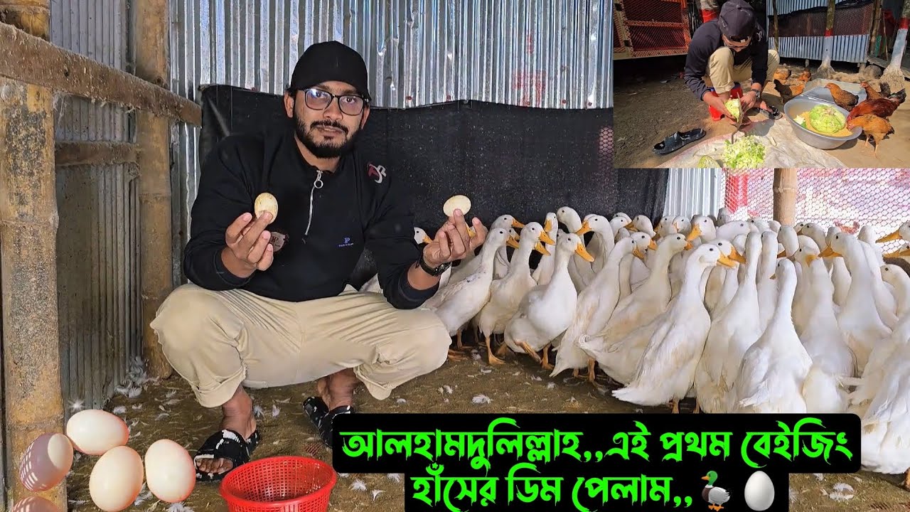 আলহামদুলিল্লাহ,,এই প্রথম বেইজিং হাঁসের ডিম পেলাম,,🦆🥚