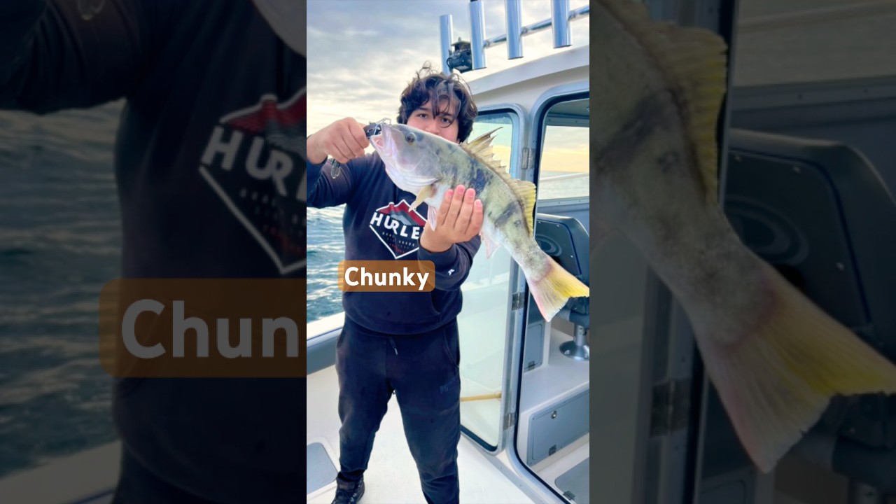 Perfect sized Barred Sand Bass #fishing #fisherman #fish