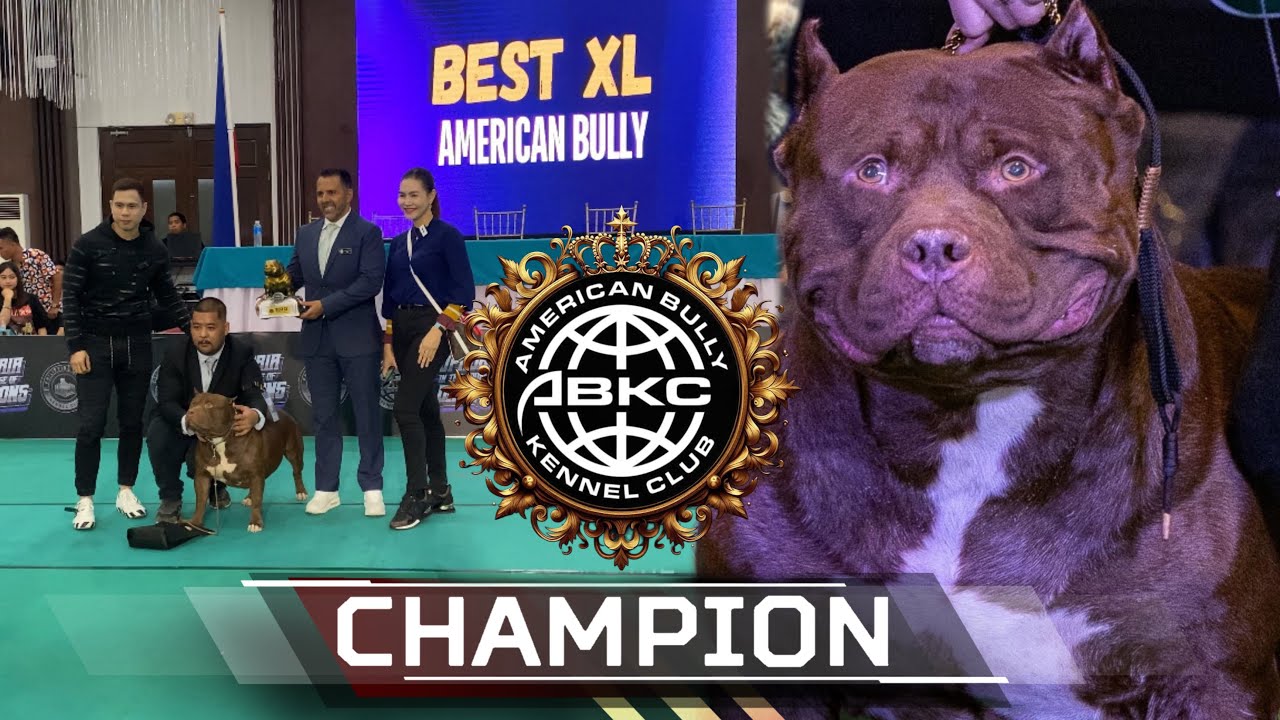 ABKC CHAMPION KRONOS | XL AMERICAN BULLY |  WKENNEL🇵🇭 | SAM WALASTIK | American Bully Kennel Club