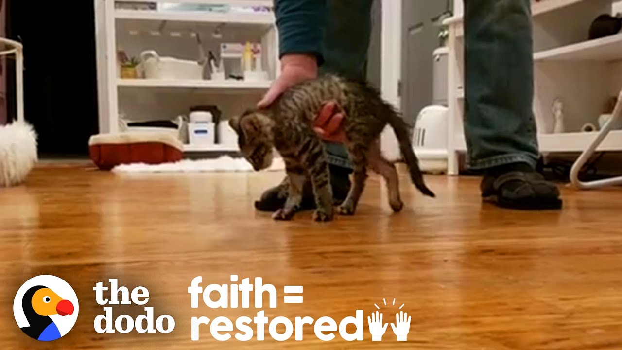 Teeny Tiny Paralyzed Kitten Surprises Everyone | The Dodo Faith = Restored