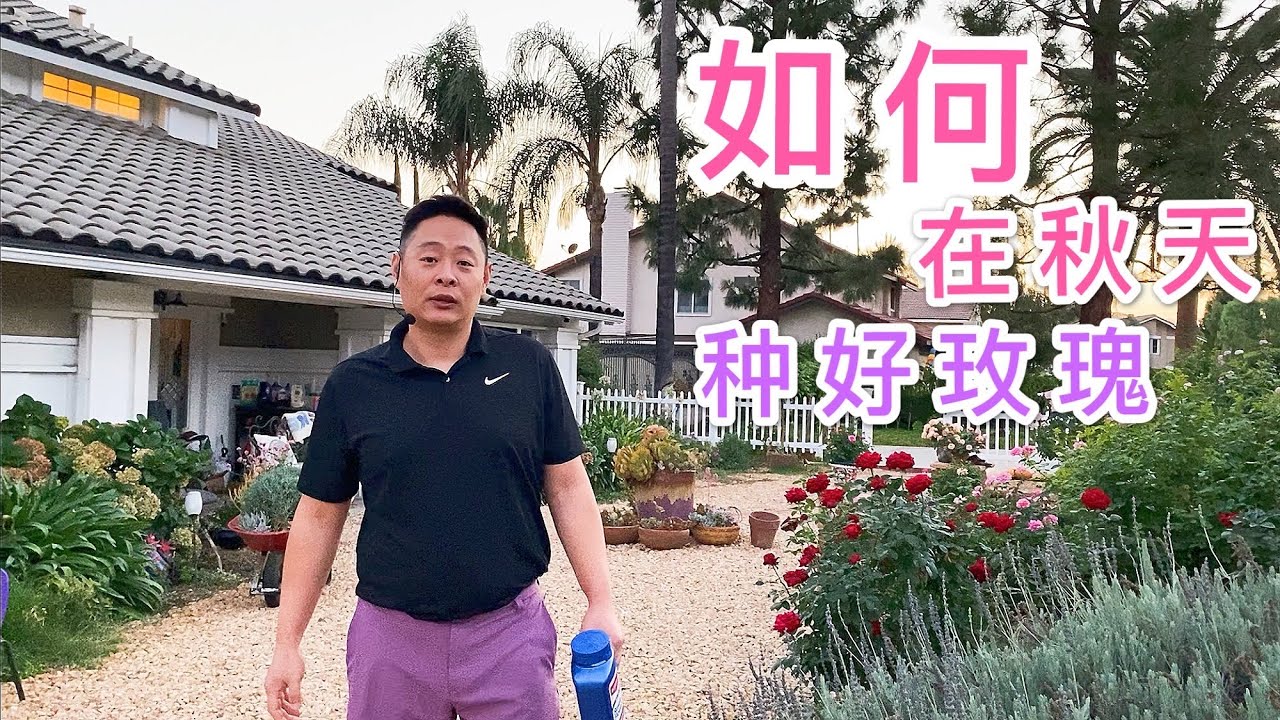 (园艺篇122）防蓟马用这个比较靠谱