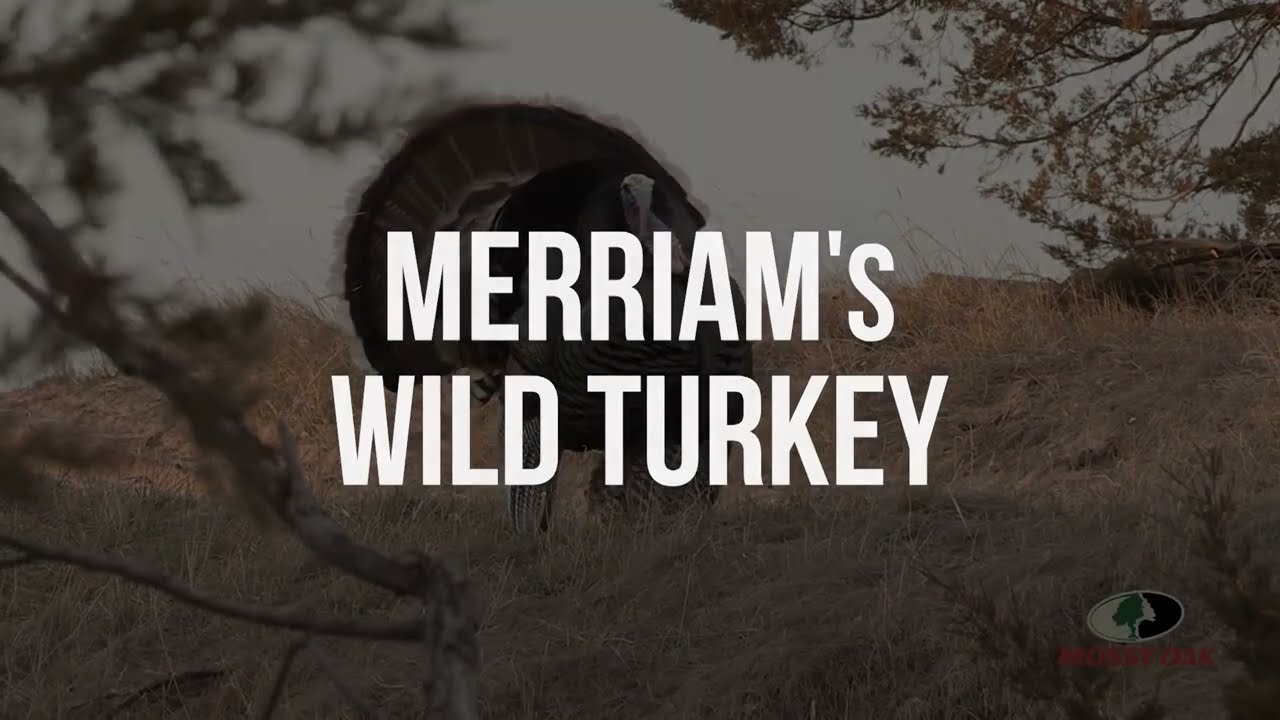Merriam's Wild Turkey Gobbles | A Mossy Oak Compilation