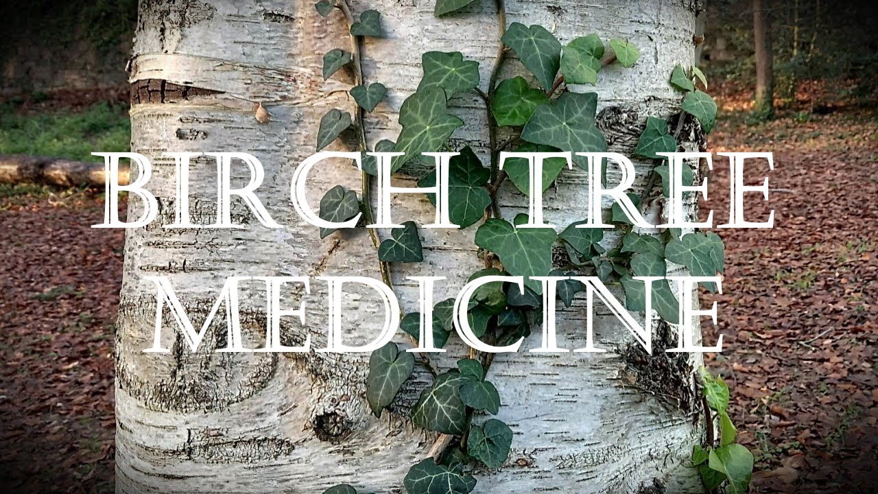 Around the Grove, Medicine ~ Birch ~ 2023