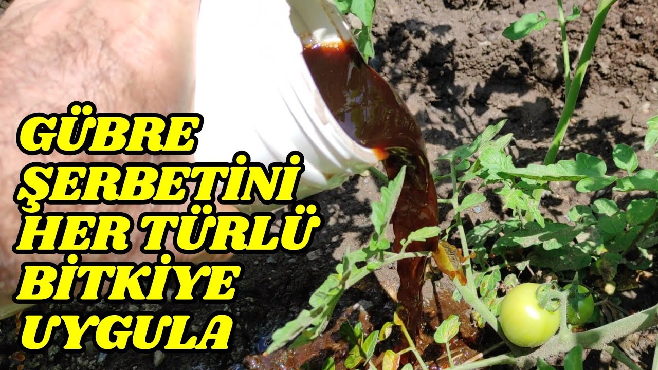 Domates, Biber İçin En Doğal Gübre Şerbeti