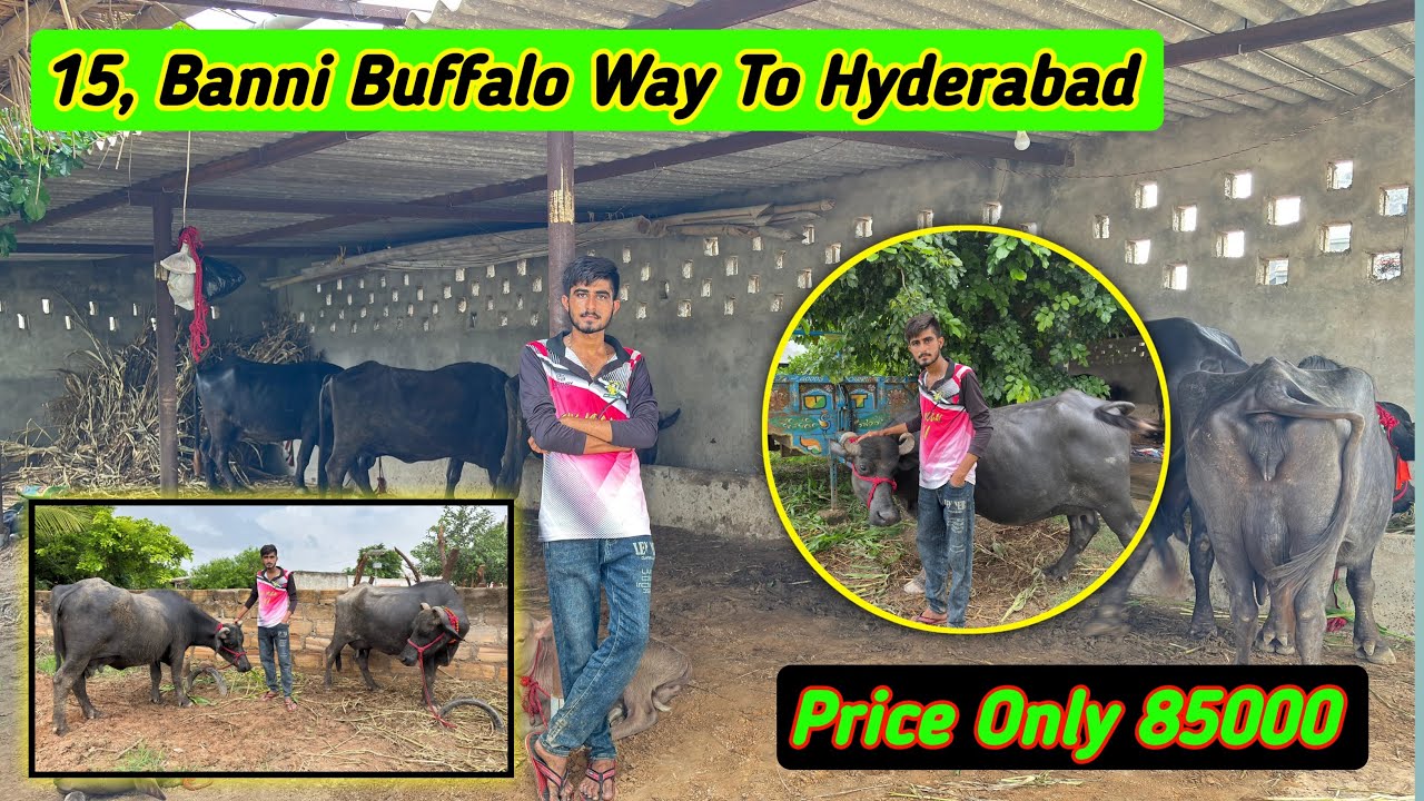 15 Banni Buffaloes Journey to Hyderabad | Full Details & Price Info | #bannibuffalo