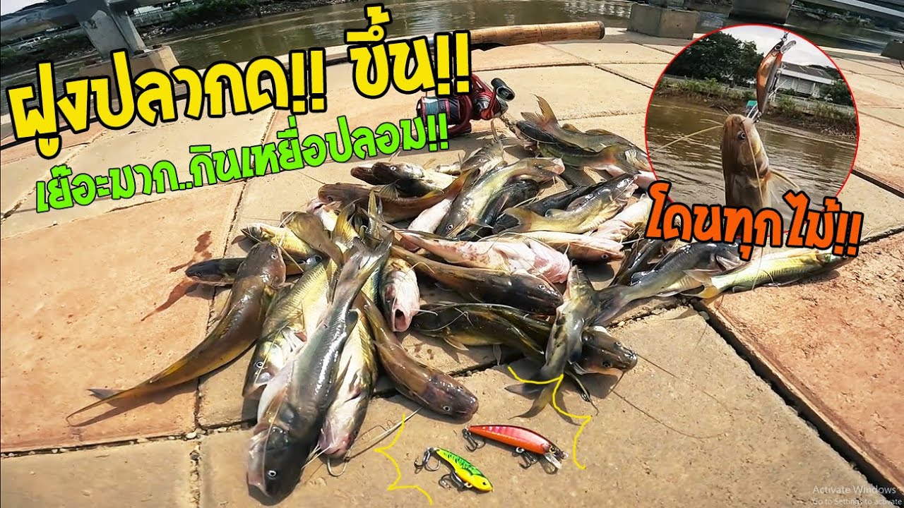 ฝูงปลากดขึ้นหลังน้ำลด!! เย๊อะมาก..โดนทุกไม้!! ตกเหยื่อปลอมงานเล็กๆ สุดมันส์ - Ultralight fishing
