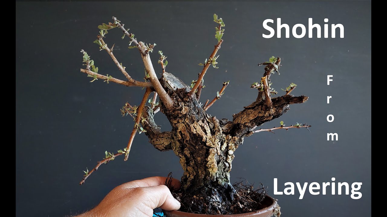 How to Make Bonsai