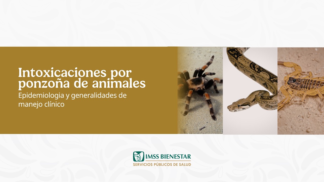 III. Manejo de la Intoxicación por picadura de alacrán (IPPA)