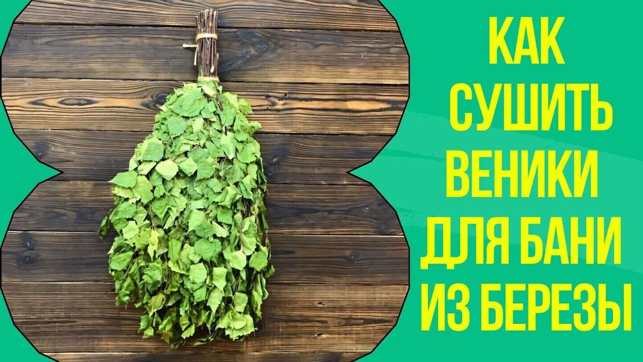 Как сушить веники для бани из березы