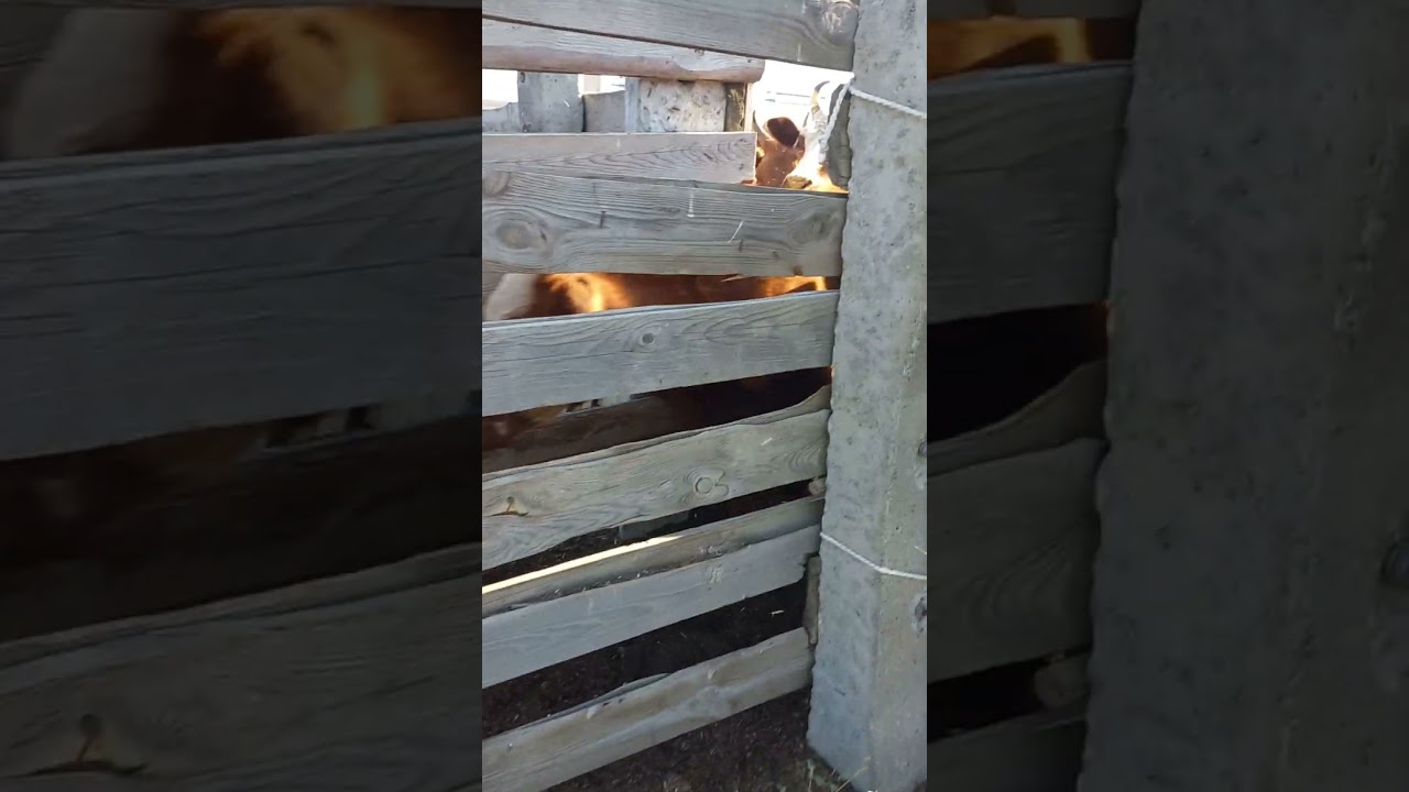 Делаем уколы эмкар, сибирская язва