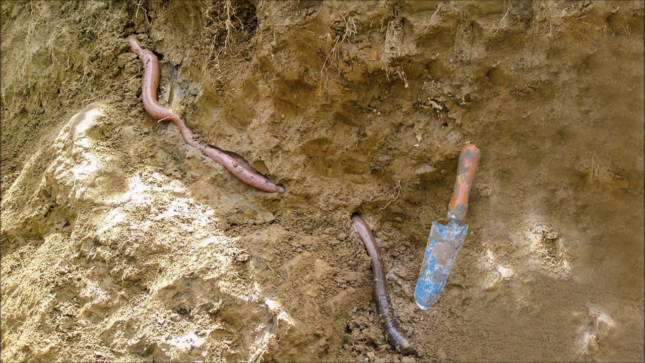 The Sound of Giant Worms