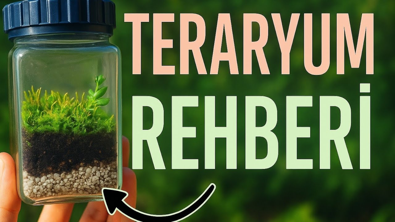 Çok Basit! Tuzluktan Kendi Mini Ekosistemini Yap! #teraryum #kendinyap #ekosistem