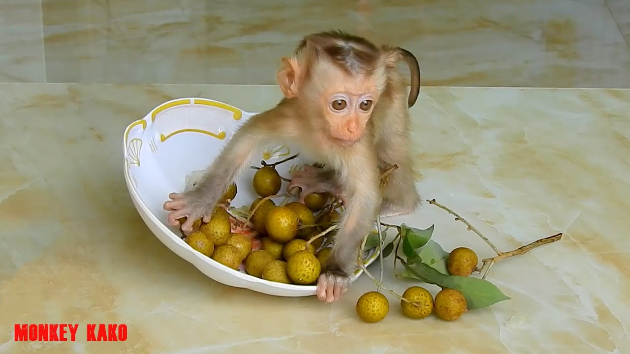 Monkey Baby, Tiny Monkey Nina Eating Longan Fruit