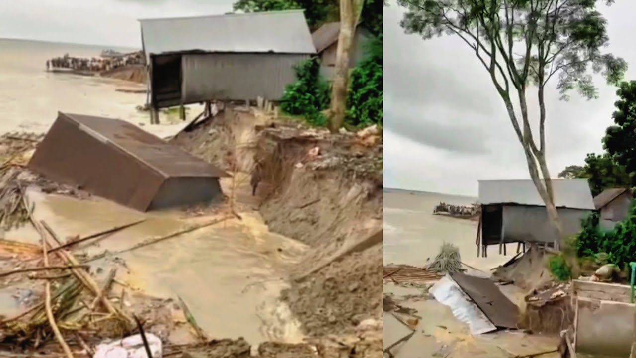 Terrible Padma River Erosion in Majhi ghat of Jajira at Sariyatpur |শরিয়তপুর জাজিরা পদ্মা নদীর ভাঙন