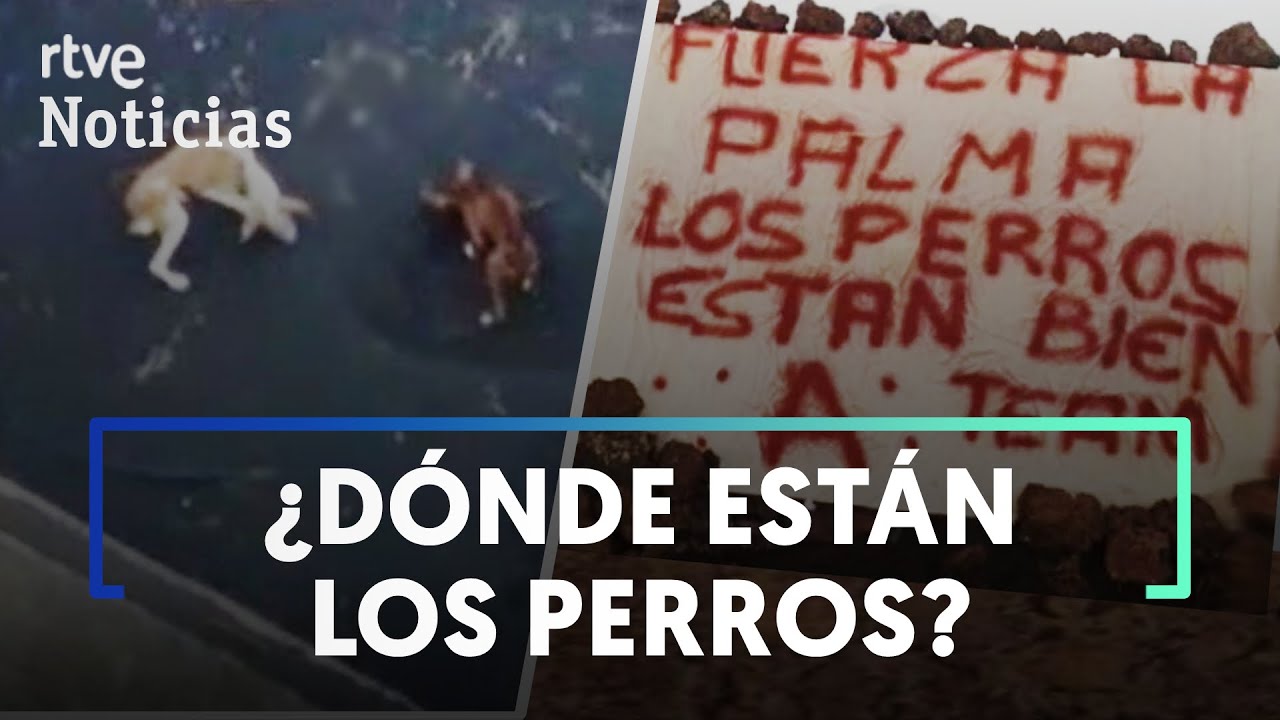 VOLC&Aacute;N de LA PALMA: Alguien se cuela en la ZONA de EXCLUSI&Oacute;N y rescata los 4 PERROS atrapados | RTVE
