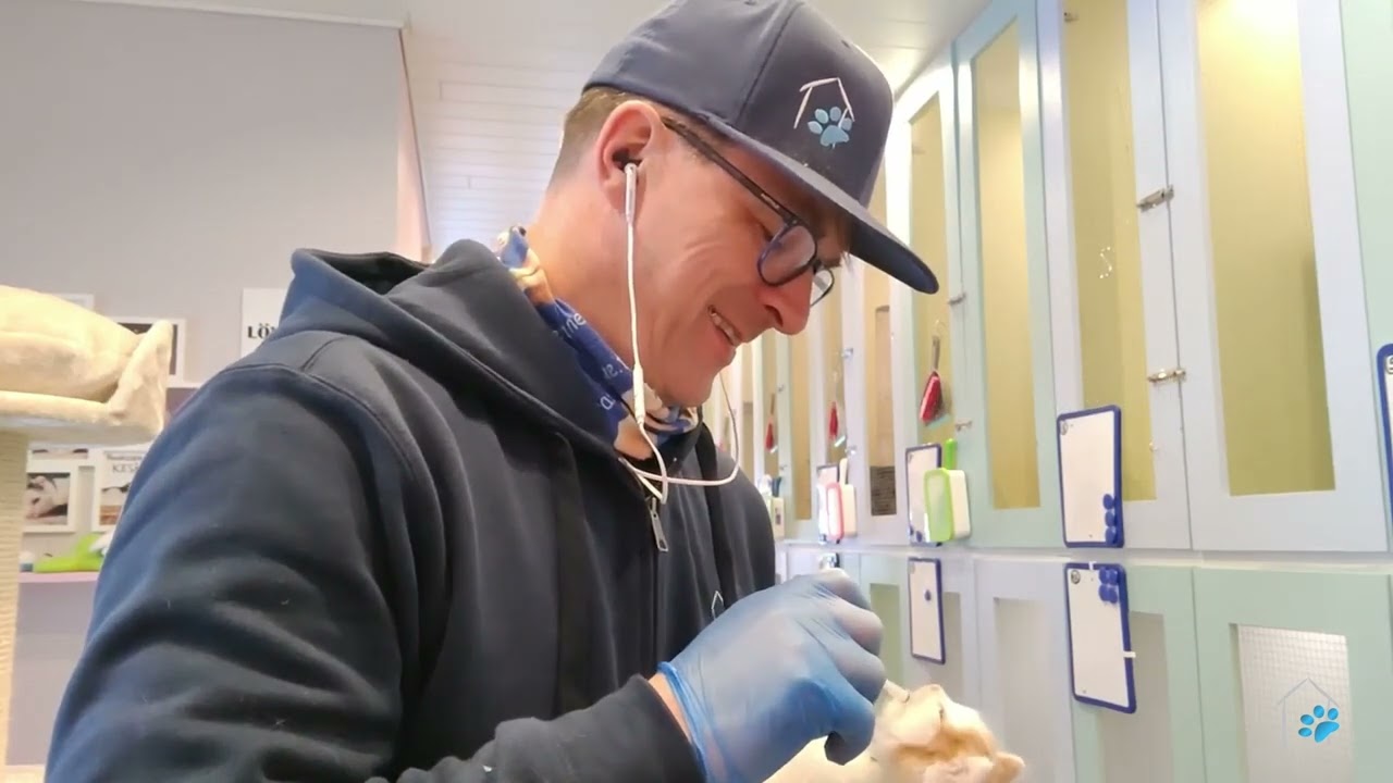 Vierashuoneen löytöeläintalon löytökissoja 