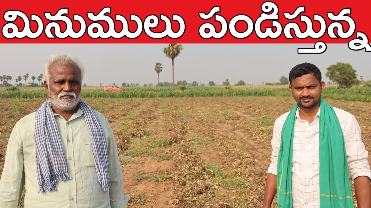 మినుములు పండిస్తున్న | Blackgram Cultivation | RaithuBadi