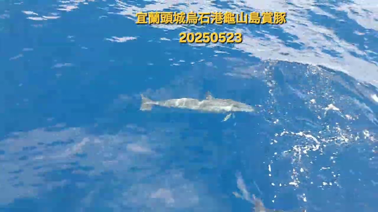 宜蘭頭城烏石港龜山島賞豚 20250523