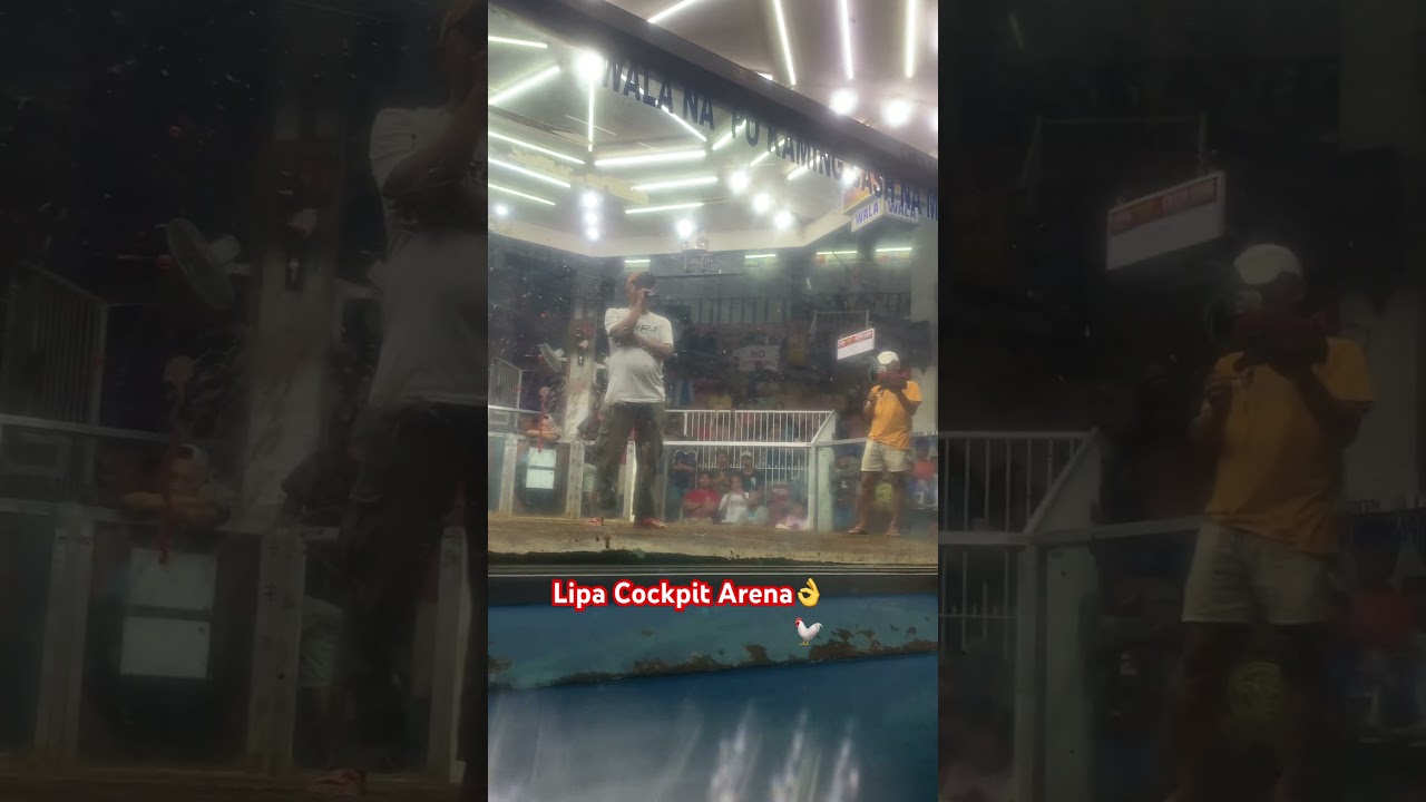 @Lipacockpit arena #chicken #sabong#lipacitybatangas #fyp #foryou #erwon#viralvideo #viralshorts