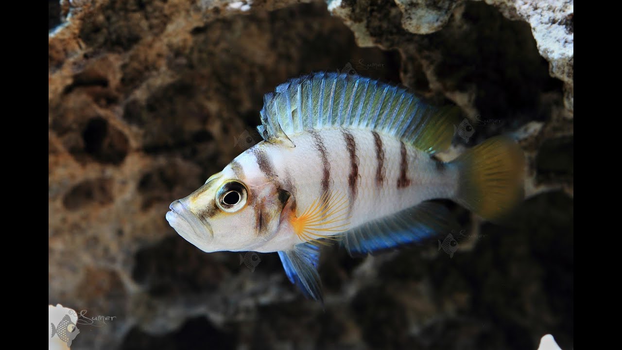 Altolamprologus Sumbu shell fry