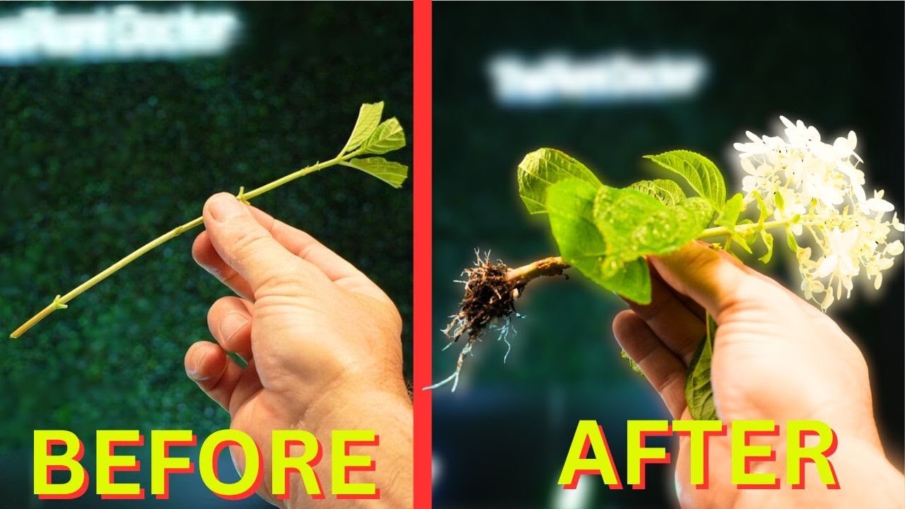 Free Plants! | Why Most People Are Doing Cuttings Wrong
