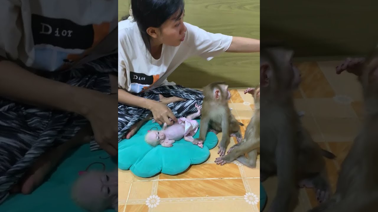 Baby Monkey Gets Gentle Care 🐒❤️ | Heartwarming Family Moment