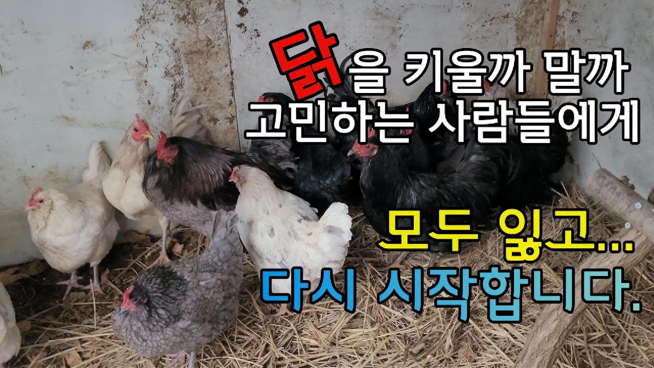 닭을 키울까 말까 고민하는 사람들에게: 장단점 #청계키우기 #닭키우기기록
