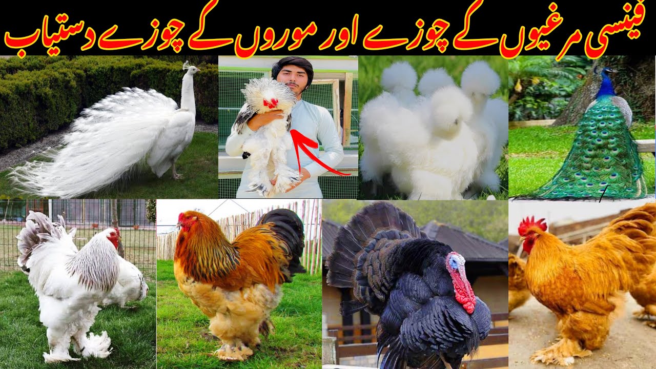 Fancy Hen Chikes Pa Eid Offer ❤️🦃🦚 Pecock k chikes 🦚 Turkey Bird k chikes 🦃