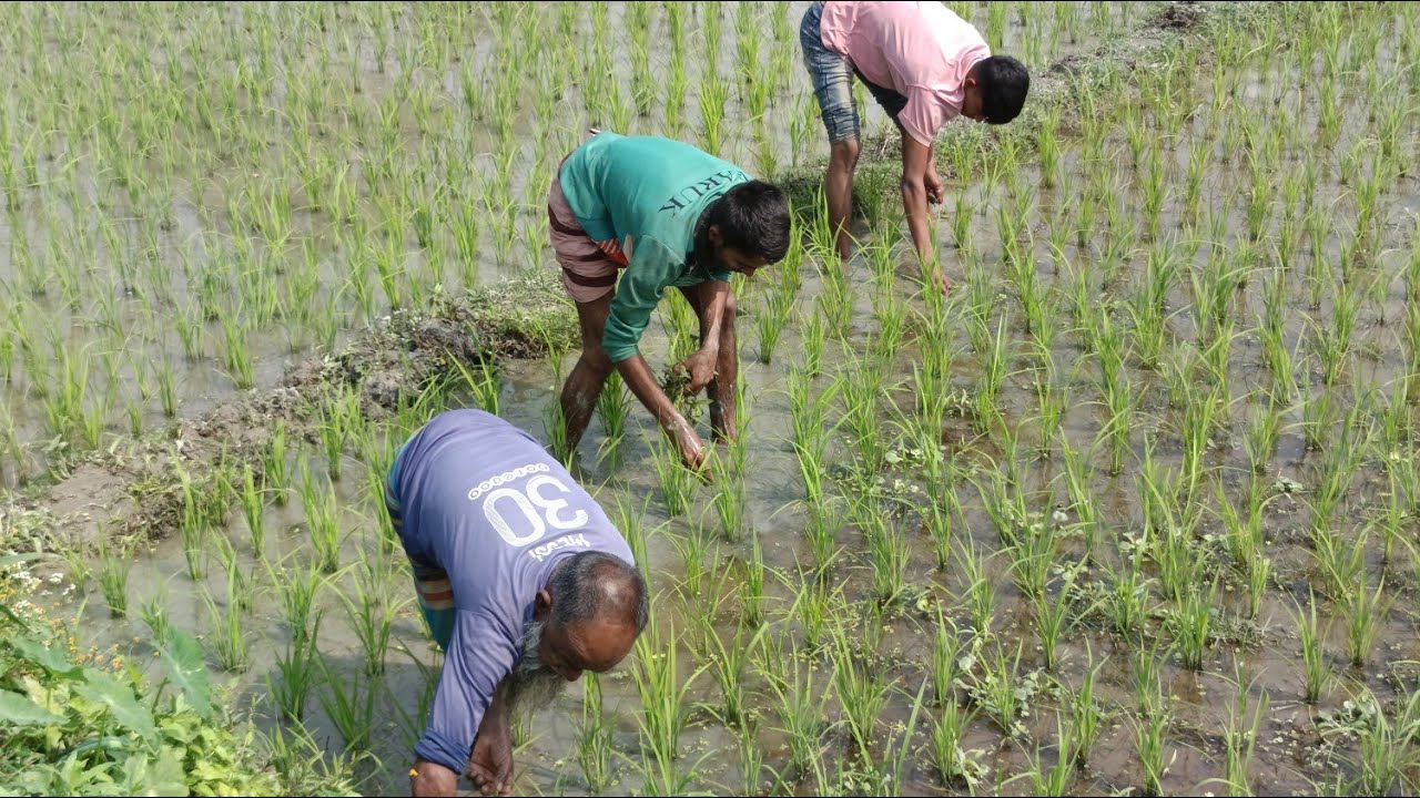 আজকে আমাদের জমির আগাছাগুলা পরিষ্কার করতেছি🫠 || Rice Field  || Blog || Omr Daily Vlogs