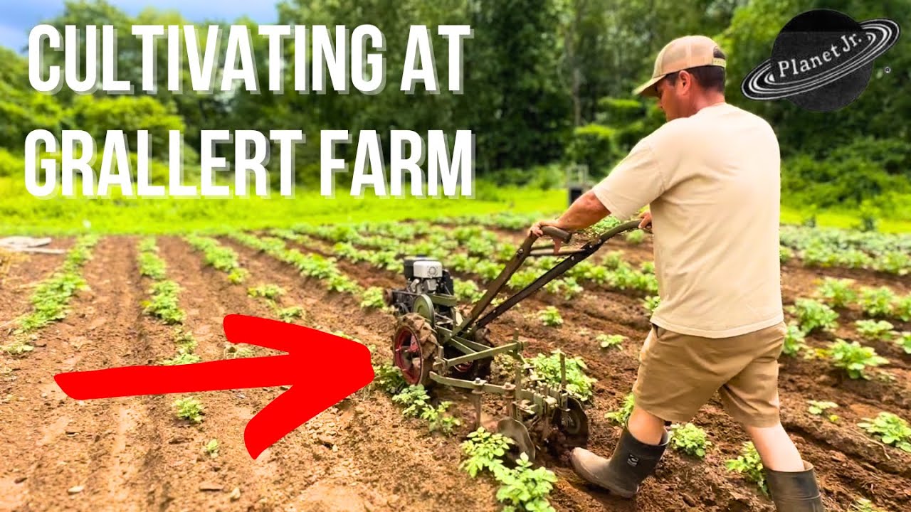 Cultivating and Hilling Potatoes At Grallert Farm