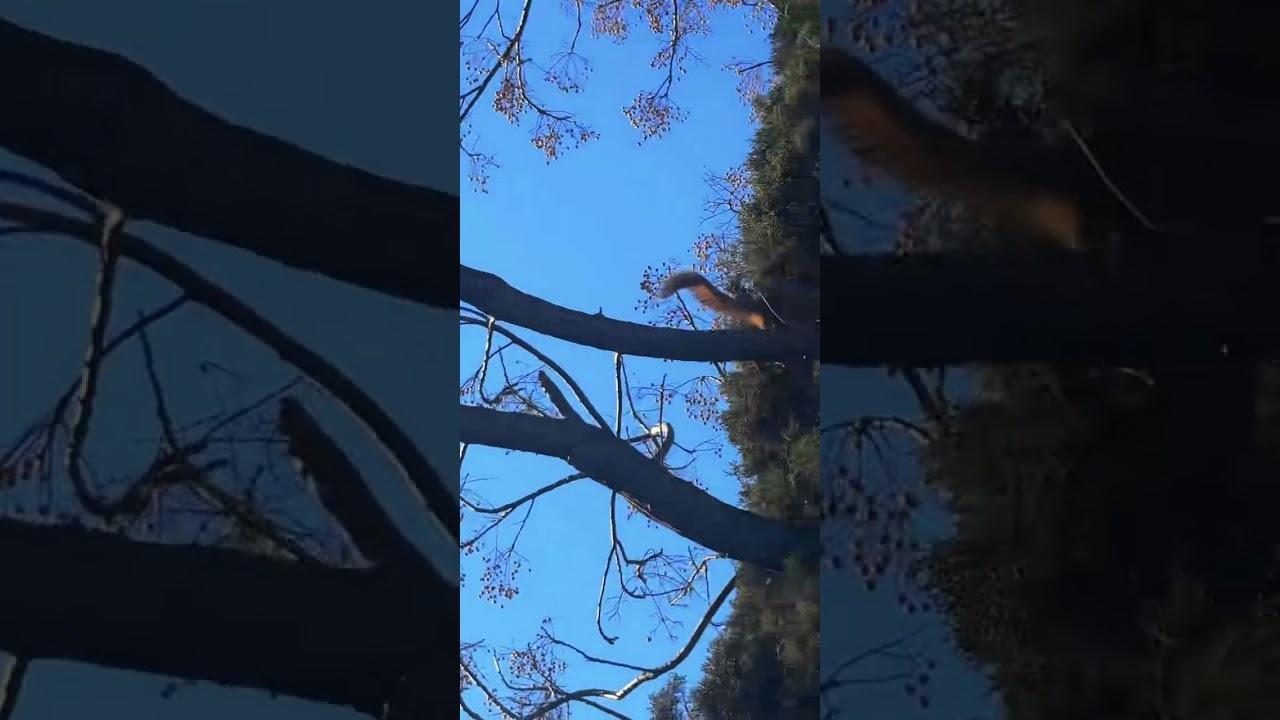 Una ardillita comiendo naranja 🍊 Dios las alimenta 
