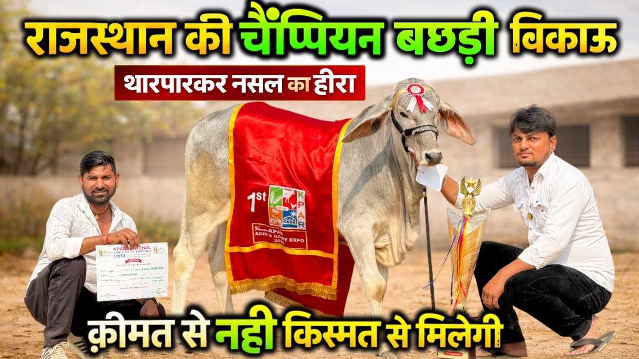 राजस्थान की चैंपियन थारपारकर बछड़ी बिकाऊ। मां का दूध 22 किलो। Champion Tharparker Heifer For Sale