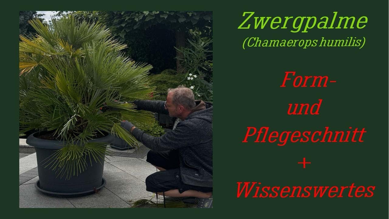 Zwergpalme Pflegeschnitt