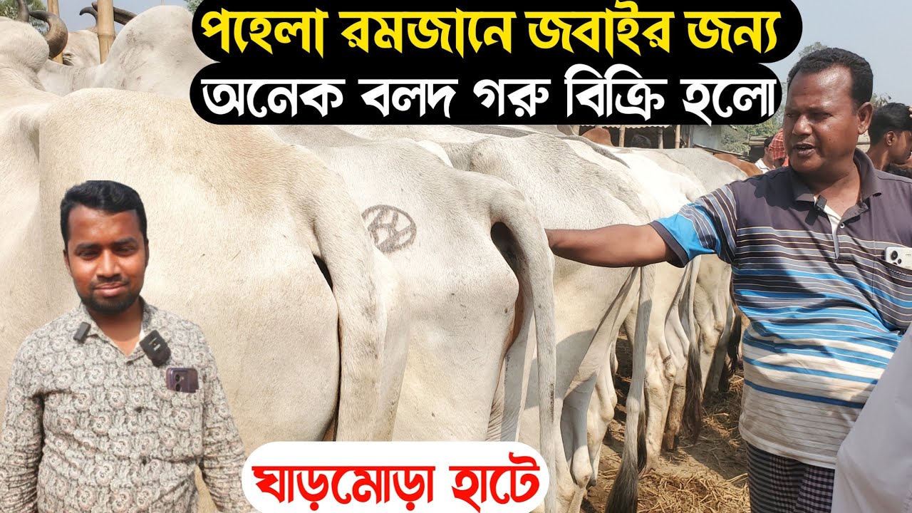 ১৬/০২/২৬@ পহেলা রমজানে জবাইর উদ্দেশ্য অনেক বলদ গরু বিক্রি হলো ঘাড়মোড়া হাটে |