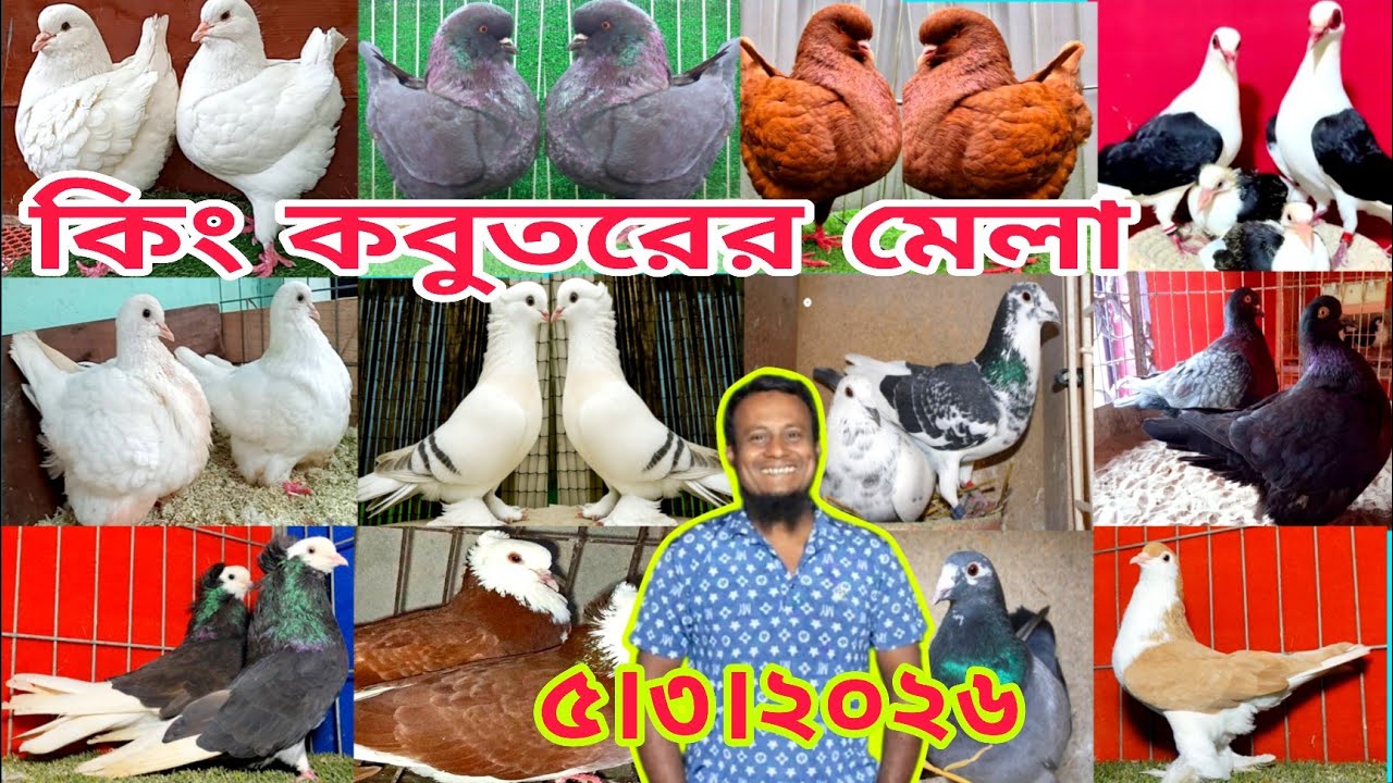 কিং কবুতরের দাম জানুন।। সবচেয়ে কম দামে কবুতর কিনুন। মাত্র ৪০০টাকা পিস মাত্র ৫০০টাকা পিস কবুতর কিনুন