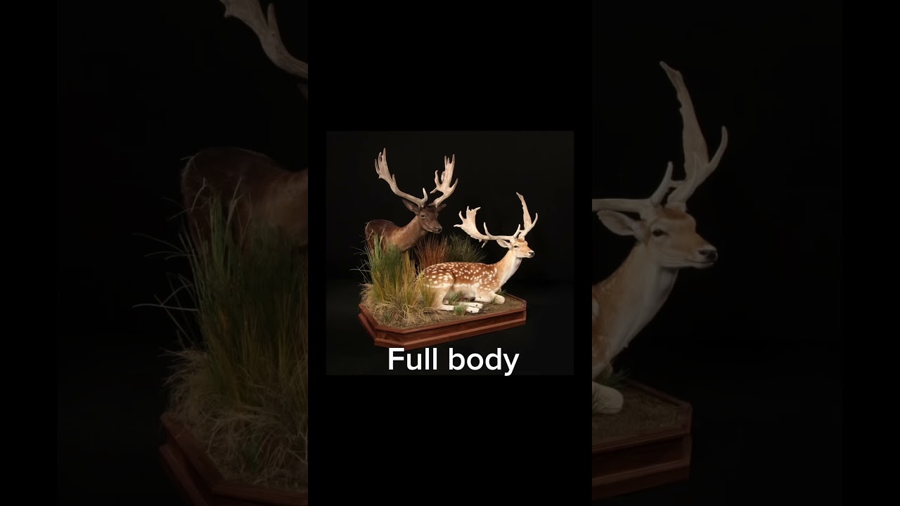 Which way would you mount your fallow deer