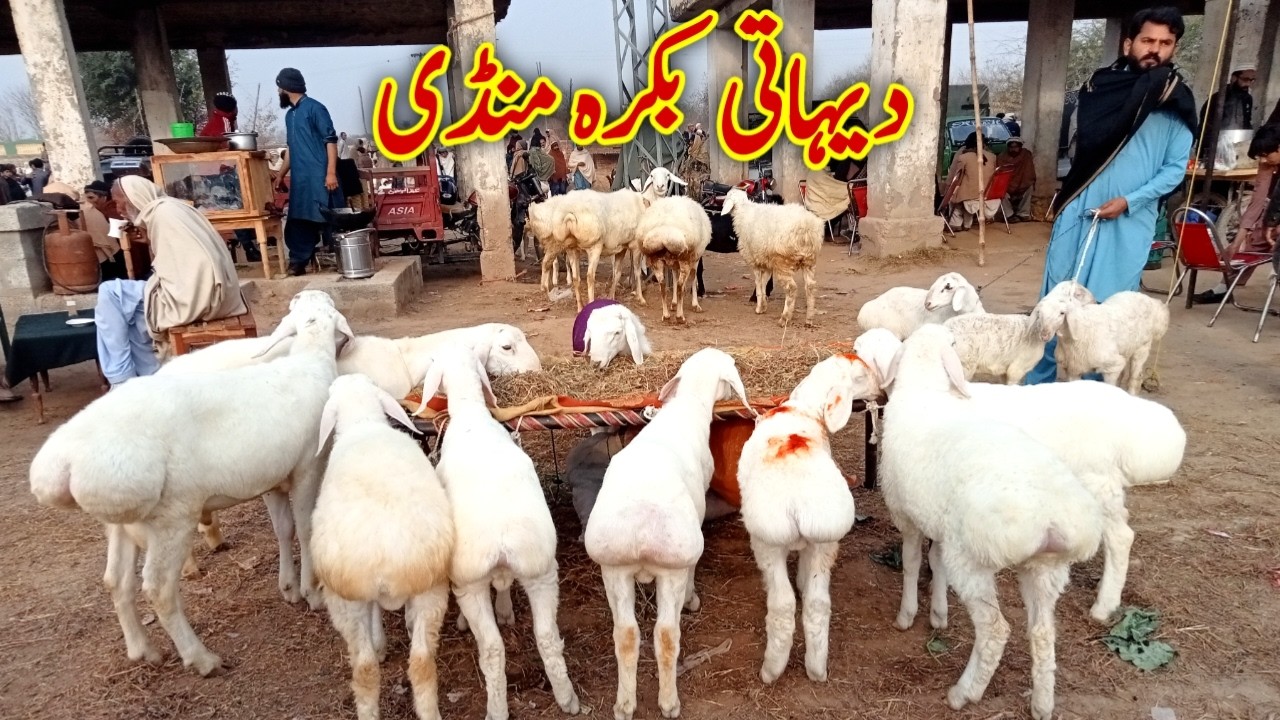 Bakra Mandi in Domail Mandi | دیہاتی زندگی | DehaTi VeeR 