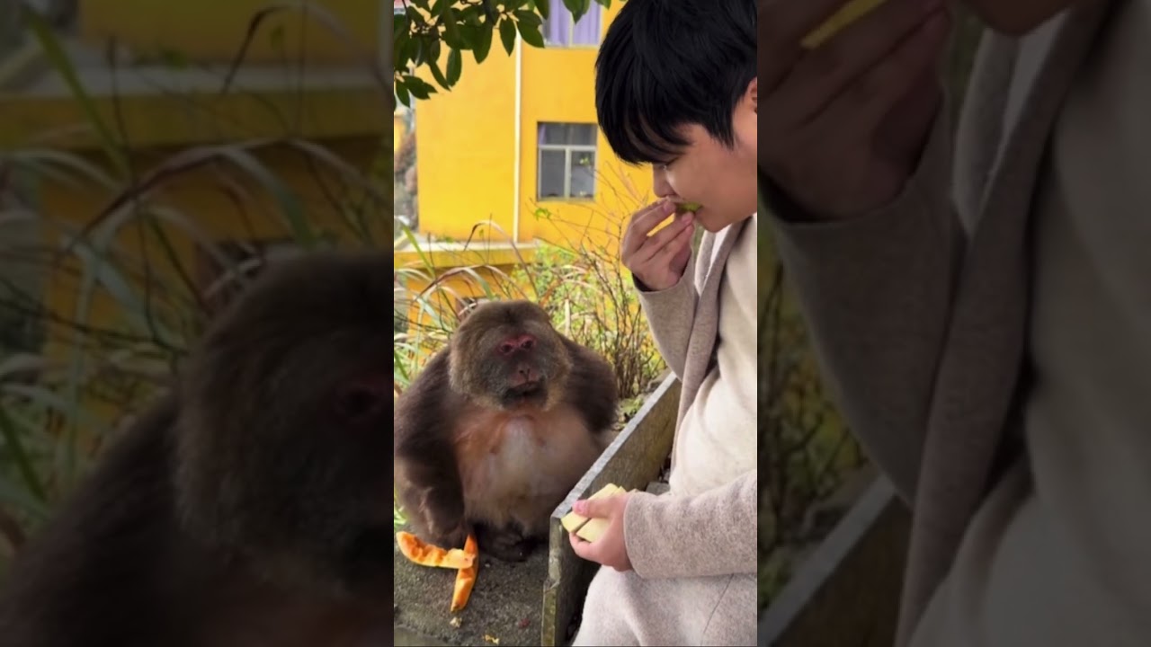 Giving XingXing a tasty snack! #monkey #cute #animal #lovely