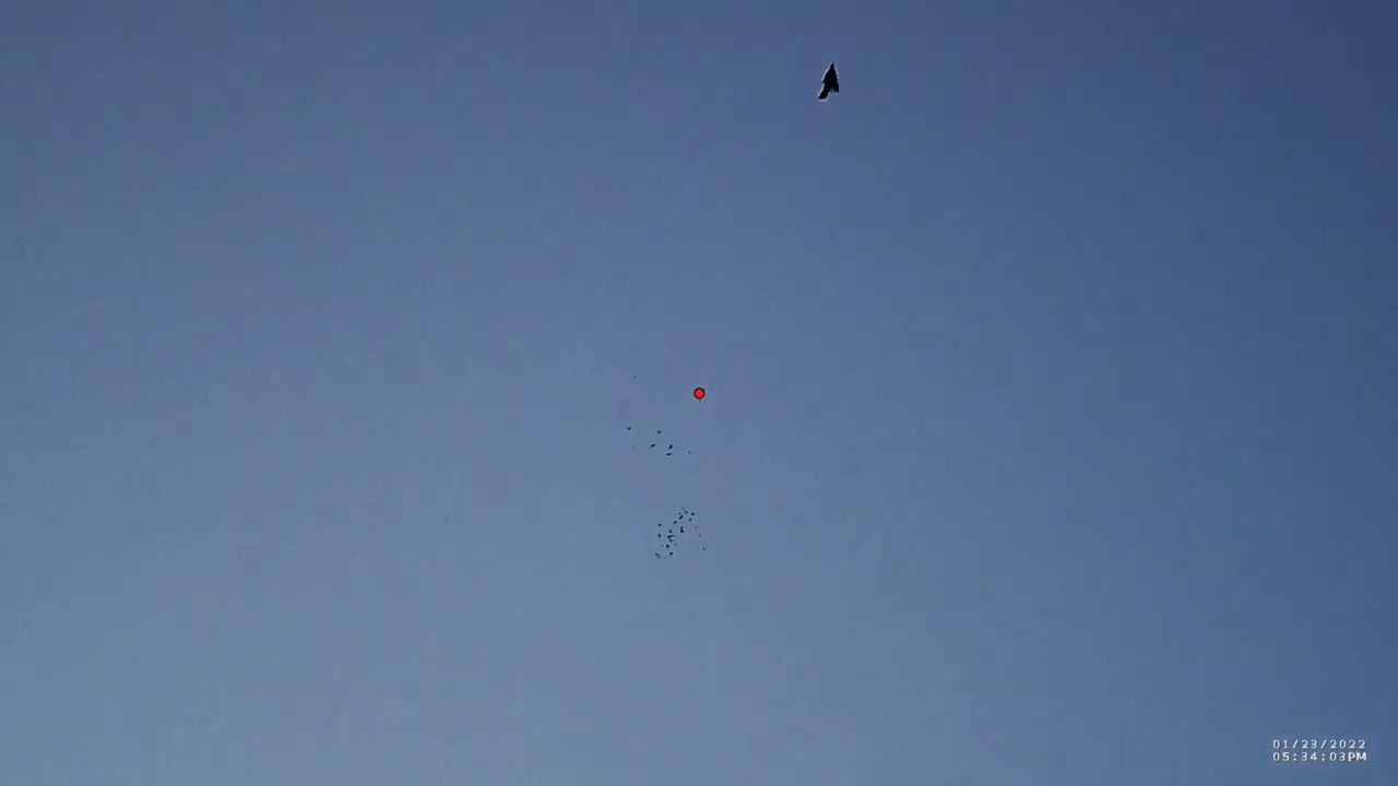 &Tau;&sigma;&iota;&chi;&lambda;&omicron;&kappa;&omicron;&tau;&sigma;&upsilon;&phi;&alpha; &mu;&epsilon; &tau;&omicron; 28&alpha;&rho;&iota; shotkam-Hunting turdus-Caccia al tordo in cal28#shotkam#thrush#cal28