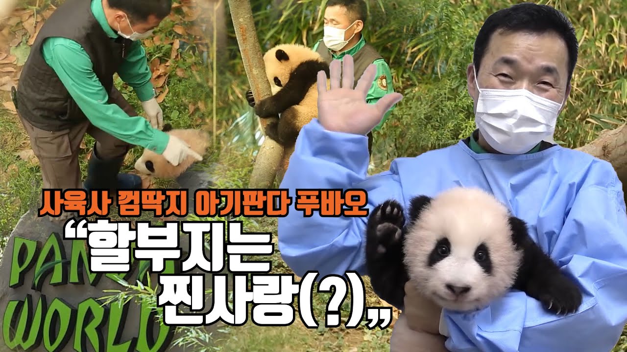 사육사 껌딱지 아기판다 '푸바오'...