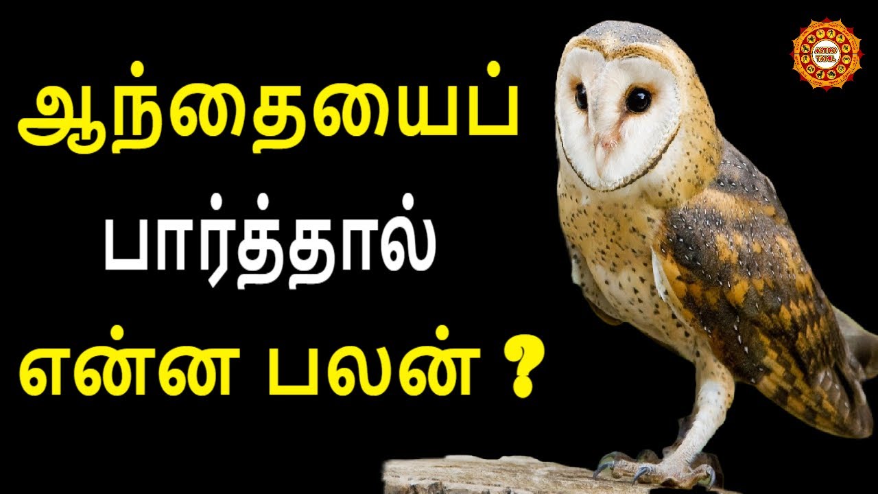 What is the benefit of seeing an owl | Aanthai parthal enna palan