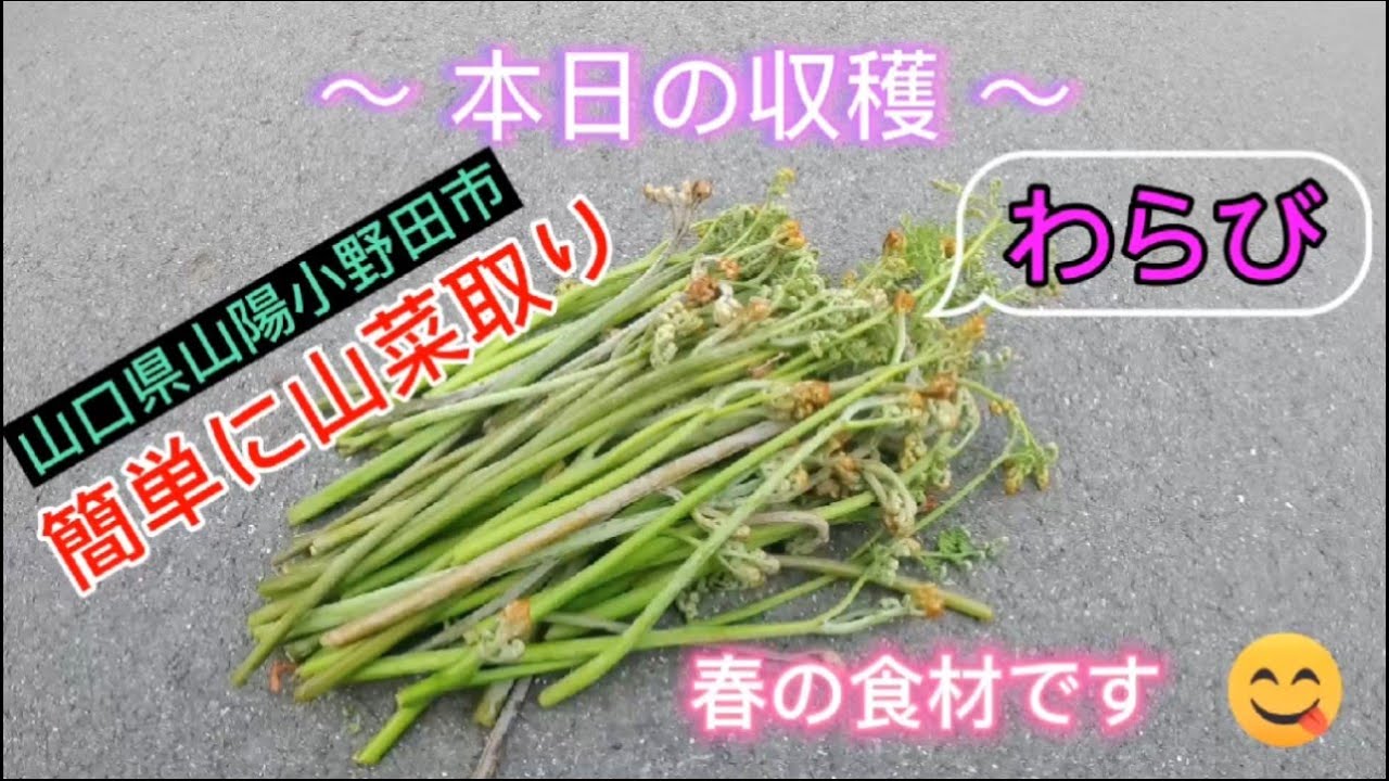 【 山菜採り 】山道の脇で 春の食材 わらび採り ( 山口県山陽小野田市)