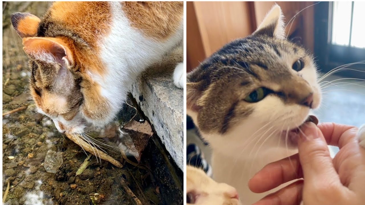 お散歩ミー子とおやつをもらいにワチャワチャする猫達