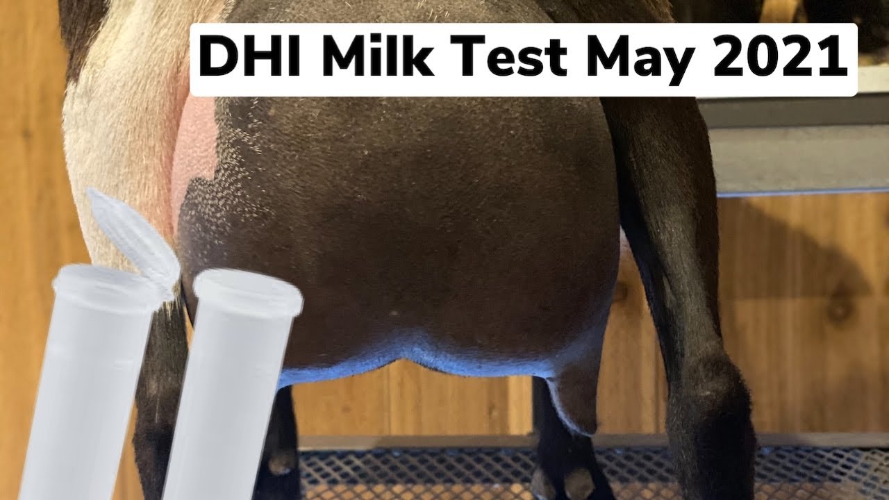 May Milk Test (Mavis First Test)  - He spilled the Milk! 😳