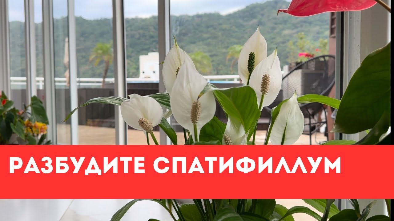 Разбудите Спатифиллум!Лучшие Методы Ухода в Феврале