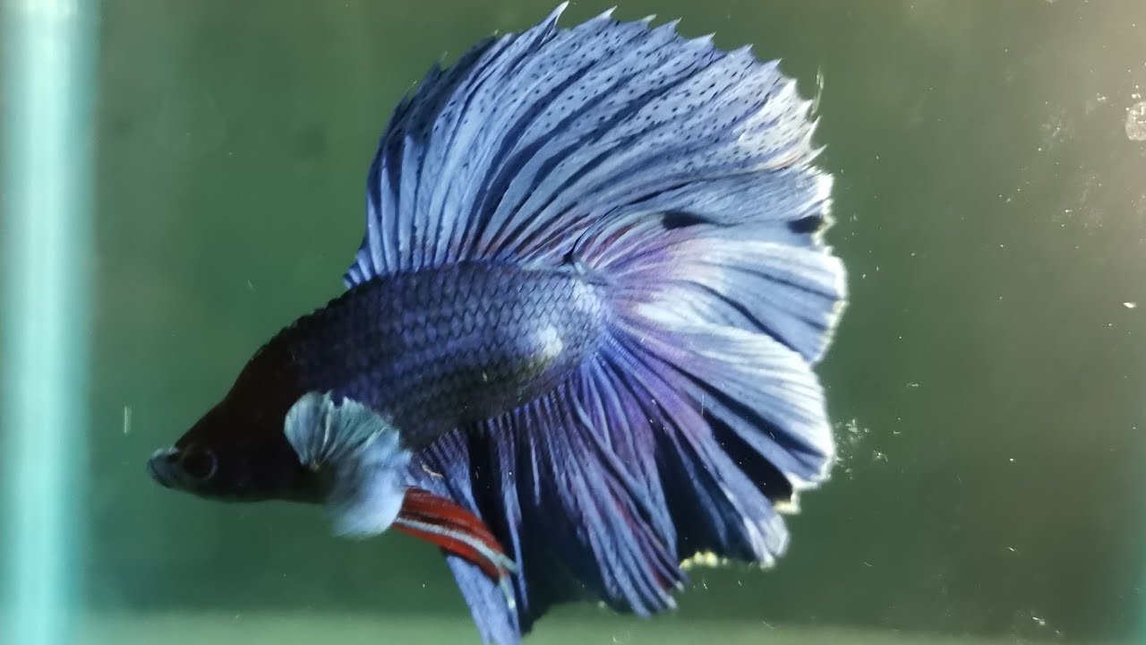 Best music for Betta Fish| Relaxing  Music for Fish 🐠