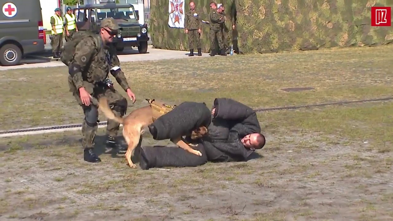 Film dla Ministerstwa Środowiska - psy pracujące