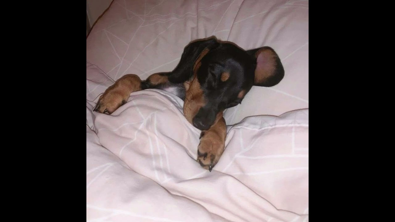 cute rage type beat - critter