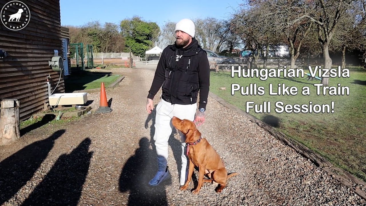Hungarian Vizsla - Pulls Like a Train - Professional Dog Trainer - Full Client Session